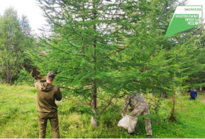 Более 11 тонн шишек лиственницы и ели собрали в лесхозах края для заготовки семян