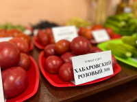 В крае провели традиционный День поля