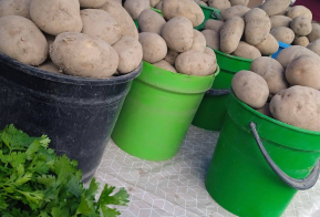 День картофеля проходит на ярмарке выходного дня