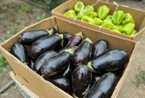 Продукция фермеров Хабаровского края пользуется популярностью на ярмарке выходного дня