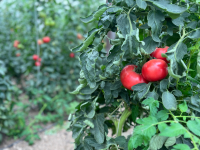Продукция фермеров Хабаровского края пользуется популярностью на ярмарке выходного дня